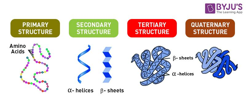 Protein Structures