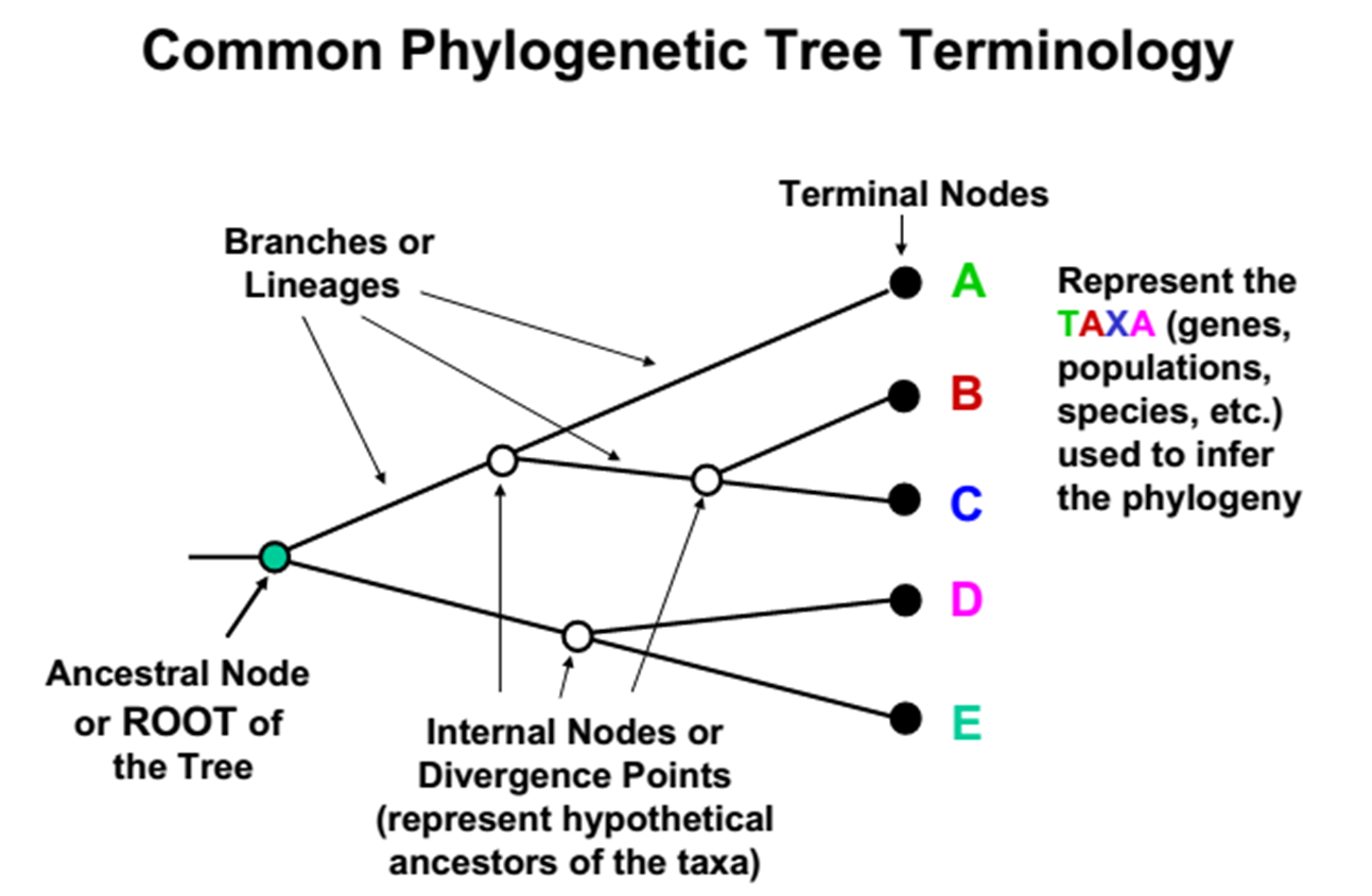 Phylogenetic Concept 2