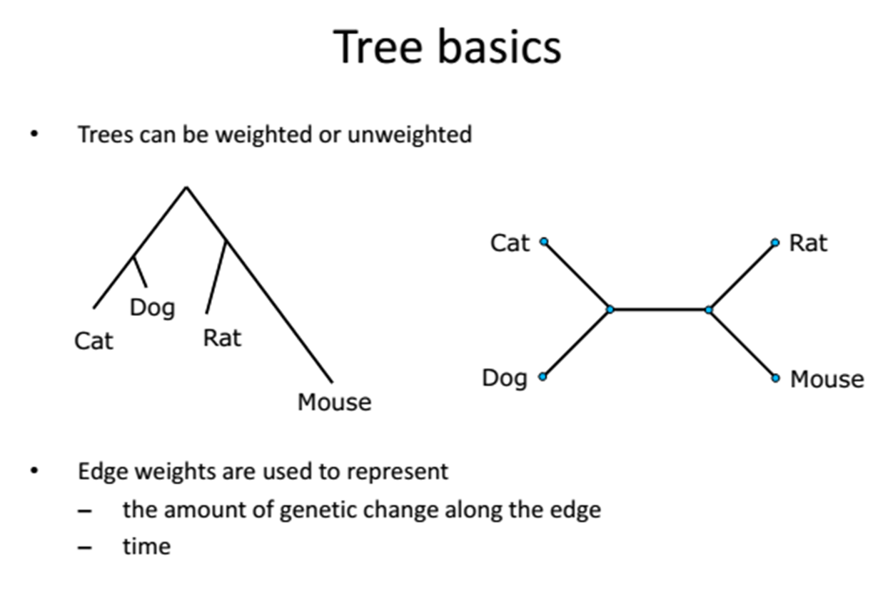 Phylogenetic Concept 3