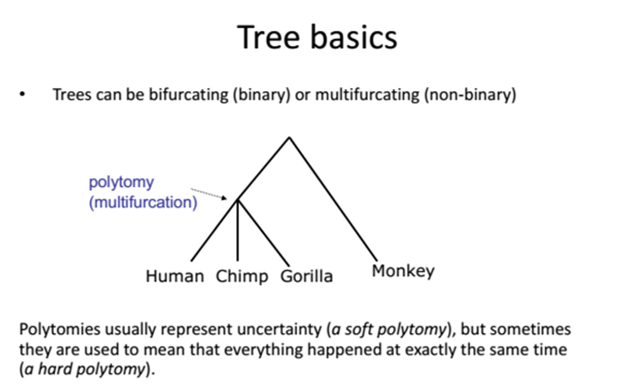 Phylogenetic Concept 4