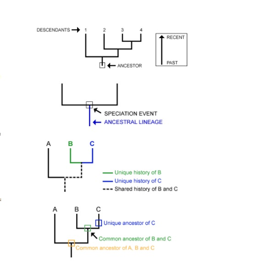 Understanding Phylogenies