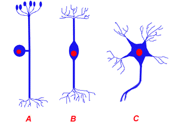 Neuron Types