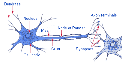 Neuron Structure 3