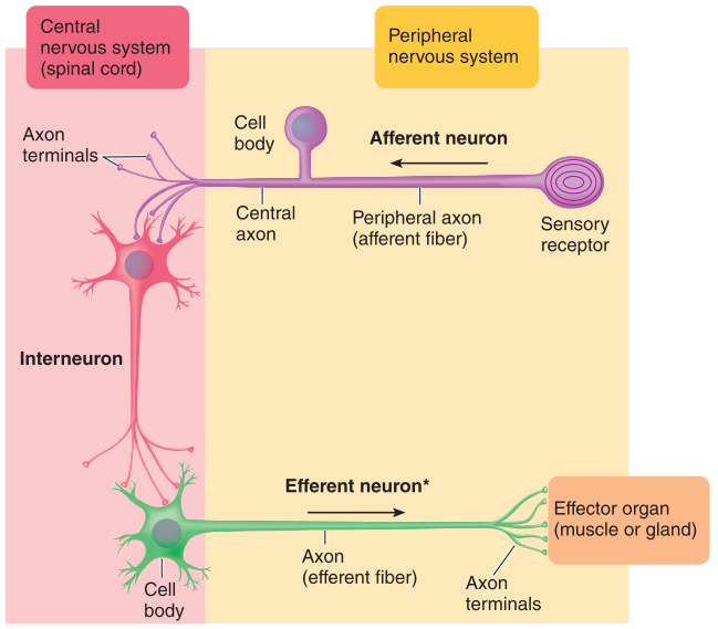 Neuron Functions