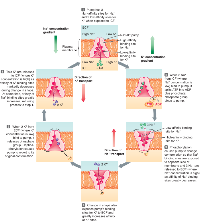 Sodium Potassium Pump