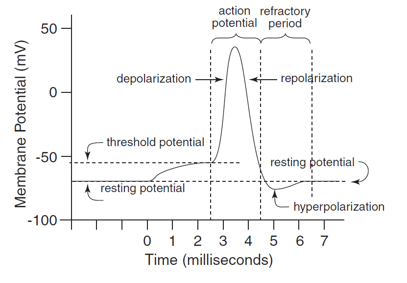 Action Potential