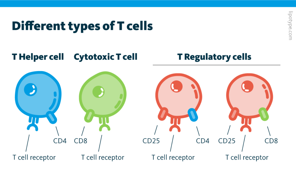 WBC Types