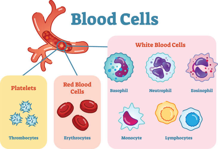 White Blood Cells