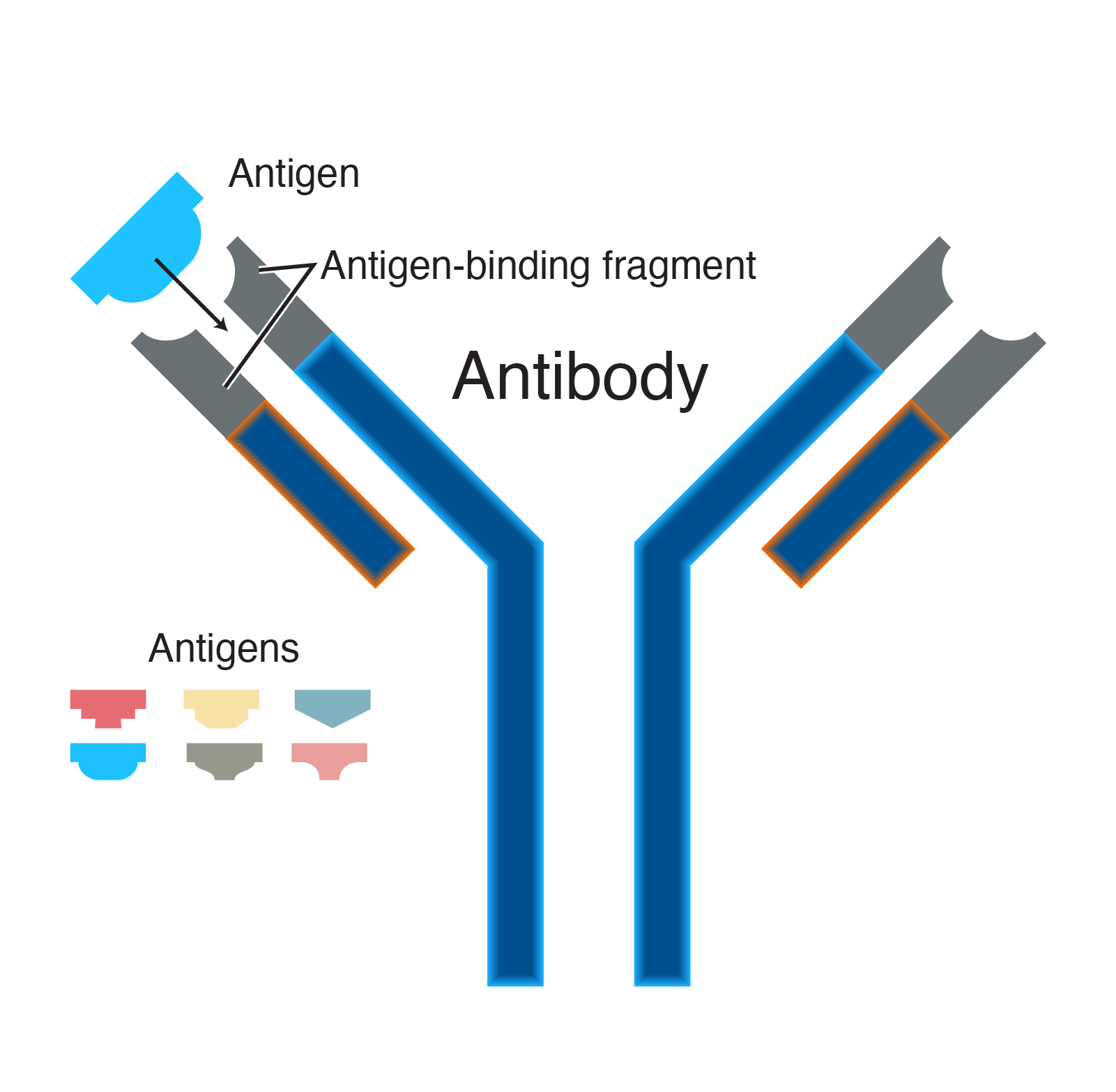 Antibodies