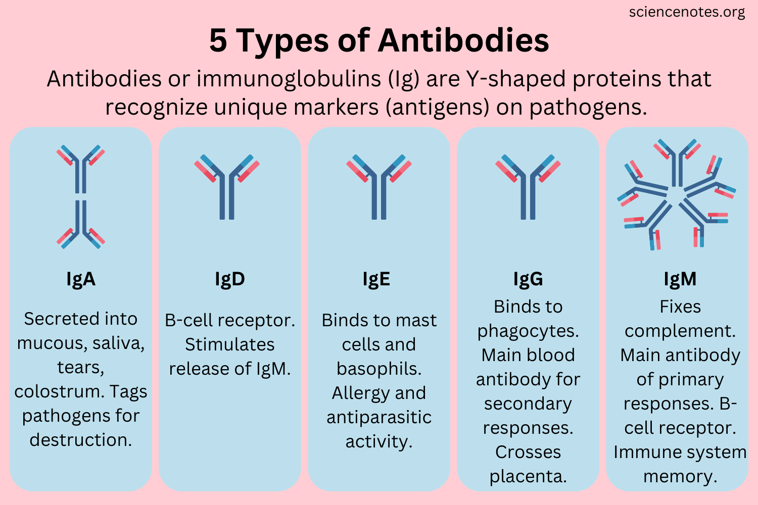 Antibody Structure