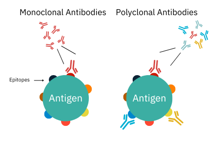 Monoclonal vs Polyclonal