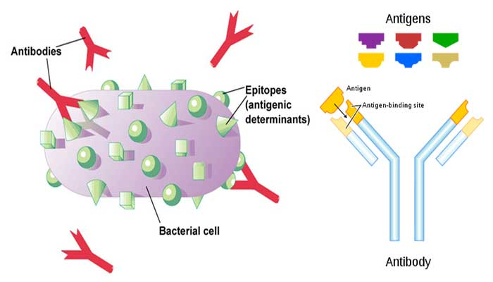 Bacterial Antigens