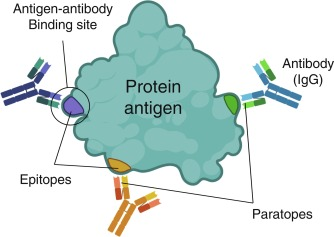 Viral Antigens