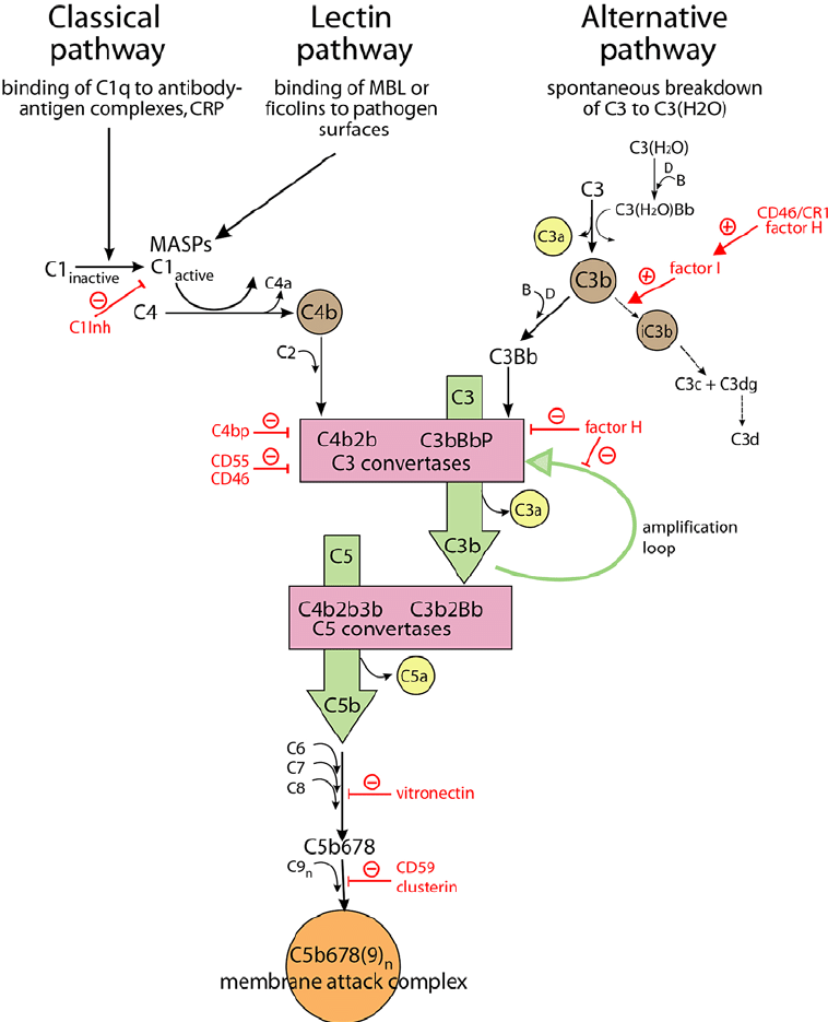 Complement System