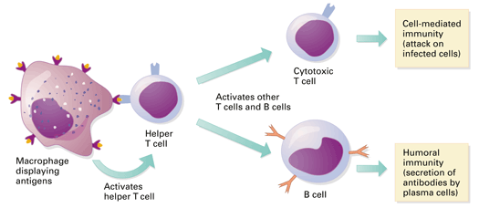 Cellular Immunity