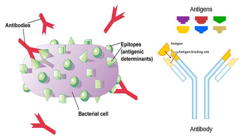 T Cell Response