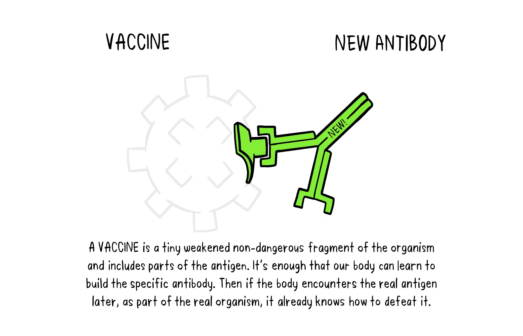 Vaccine Mechanism 2