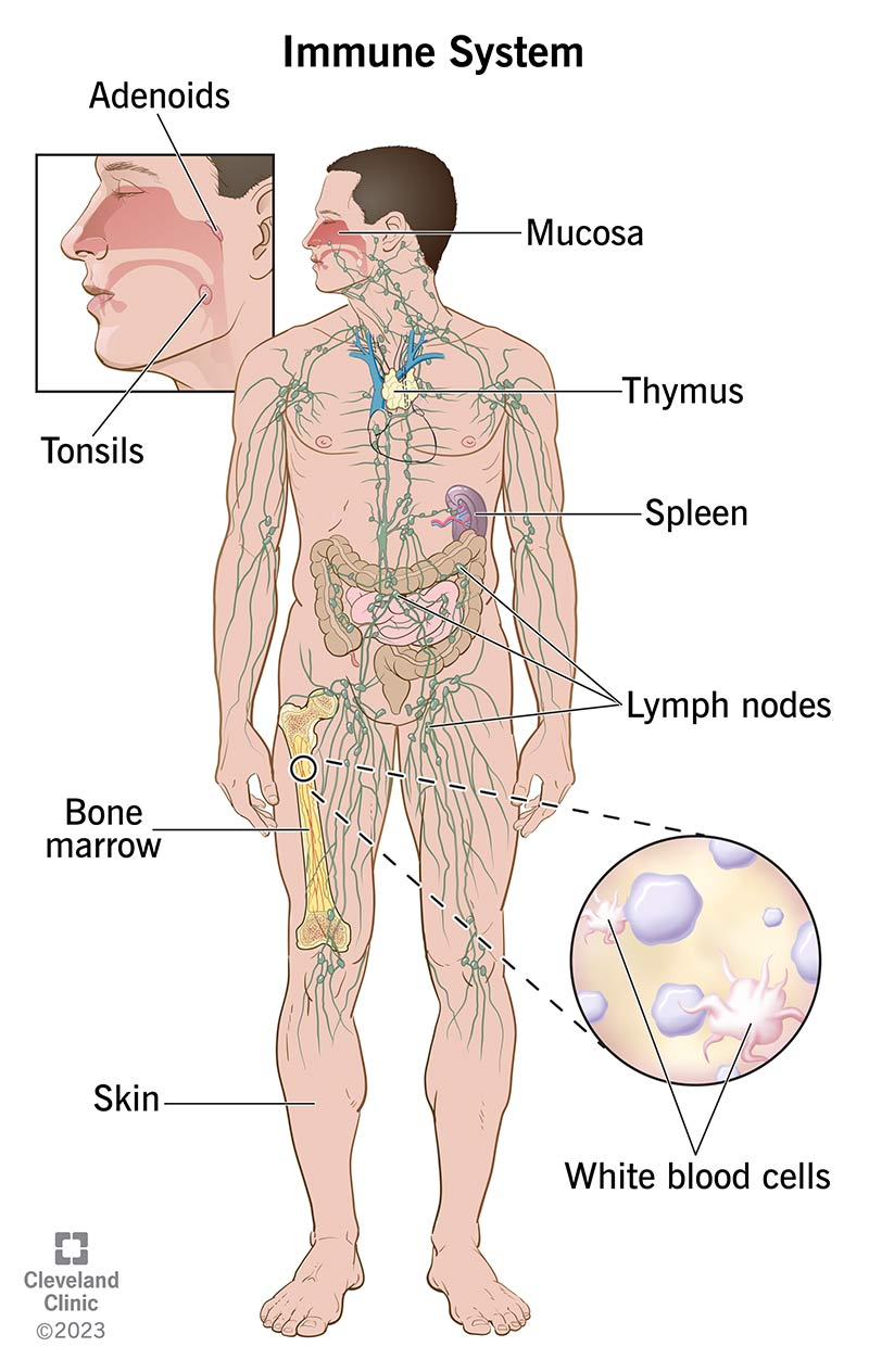 Components of Immune System