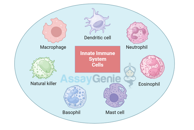 Innate Immunity
