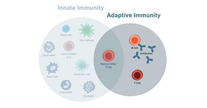 Adaptive Immunity