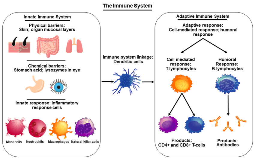 Human Immune System