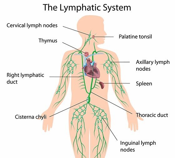 Lymphatic System