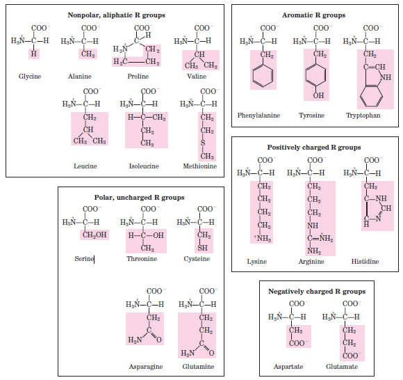 Protein Structure