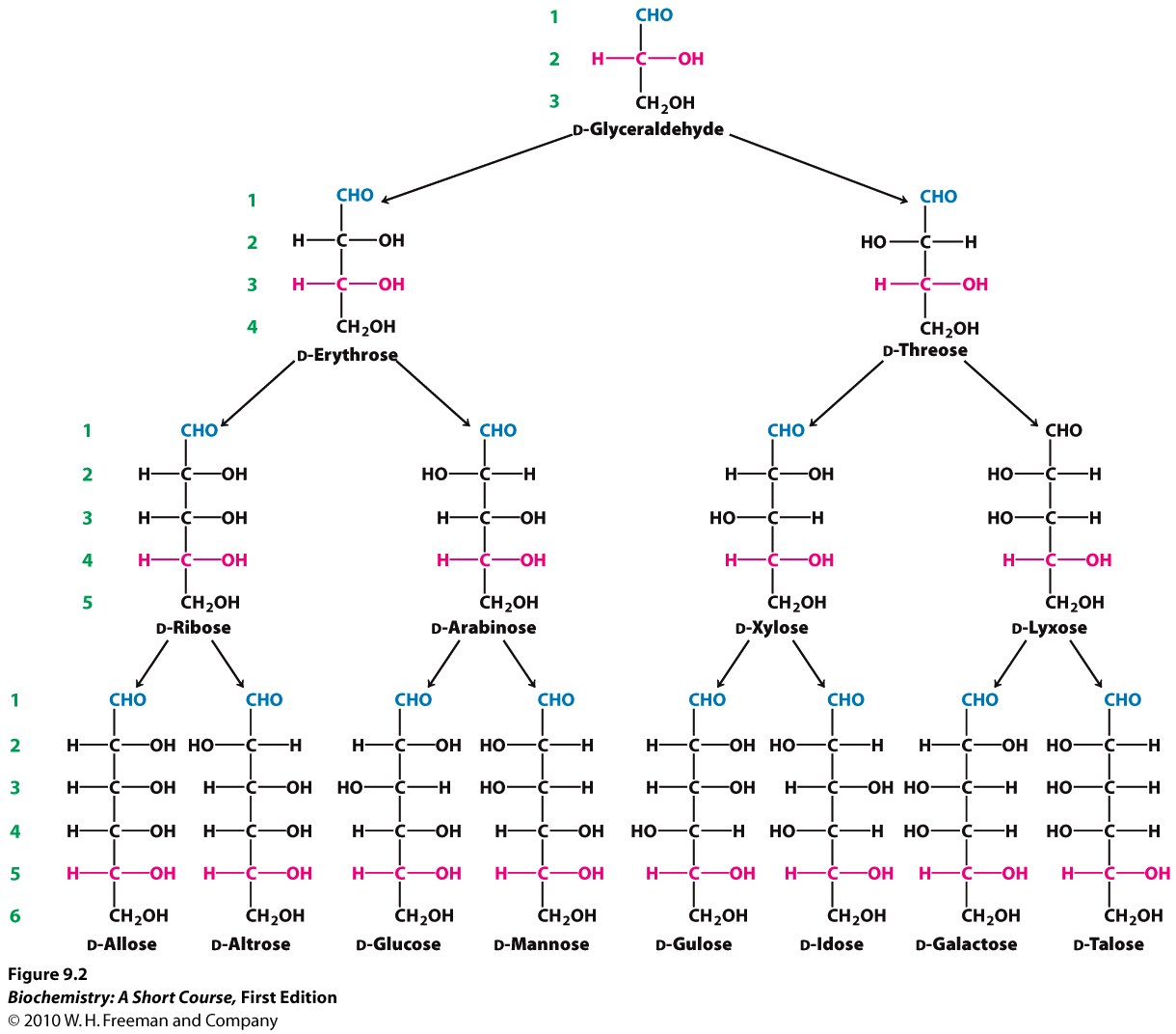 Carbohydrate Example