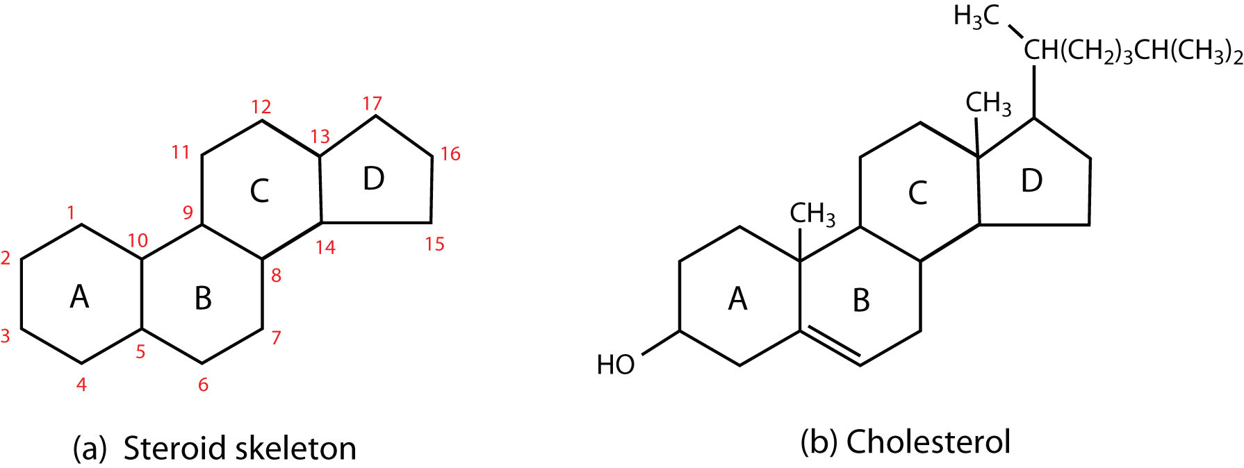 Lipid Structure 1