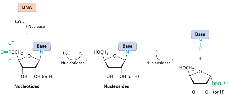 Nucleic Acid 1