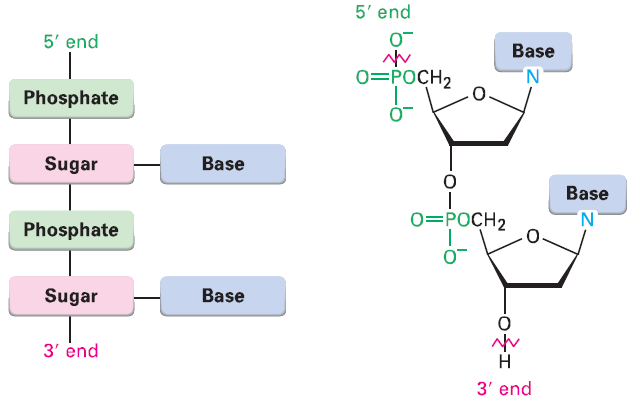 Nucleic Acid 2