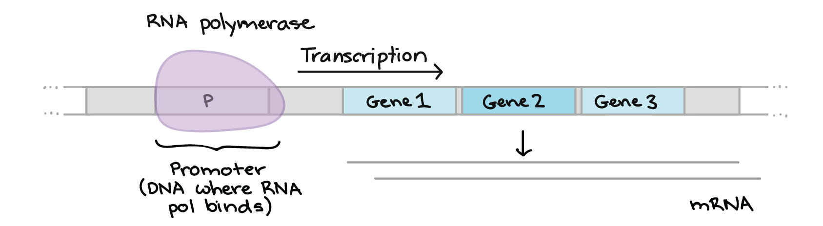 Gene Regulatory 1