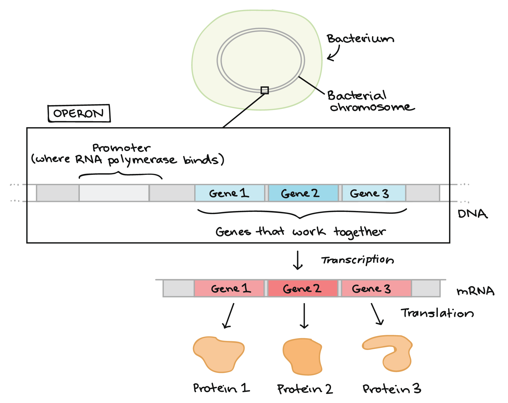 Gene Regulatory 2