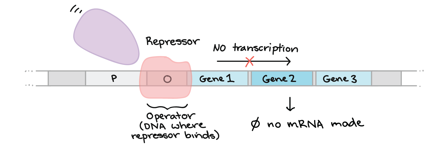 Gene Regulatory Example 1