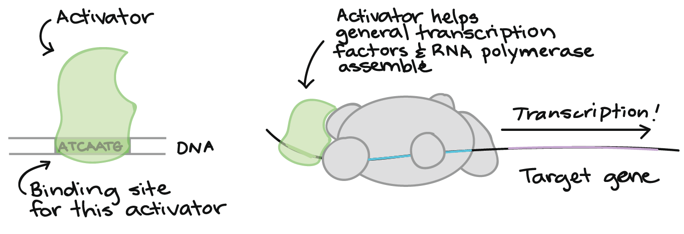 Gene Regulatory Example 2