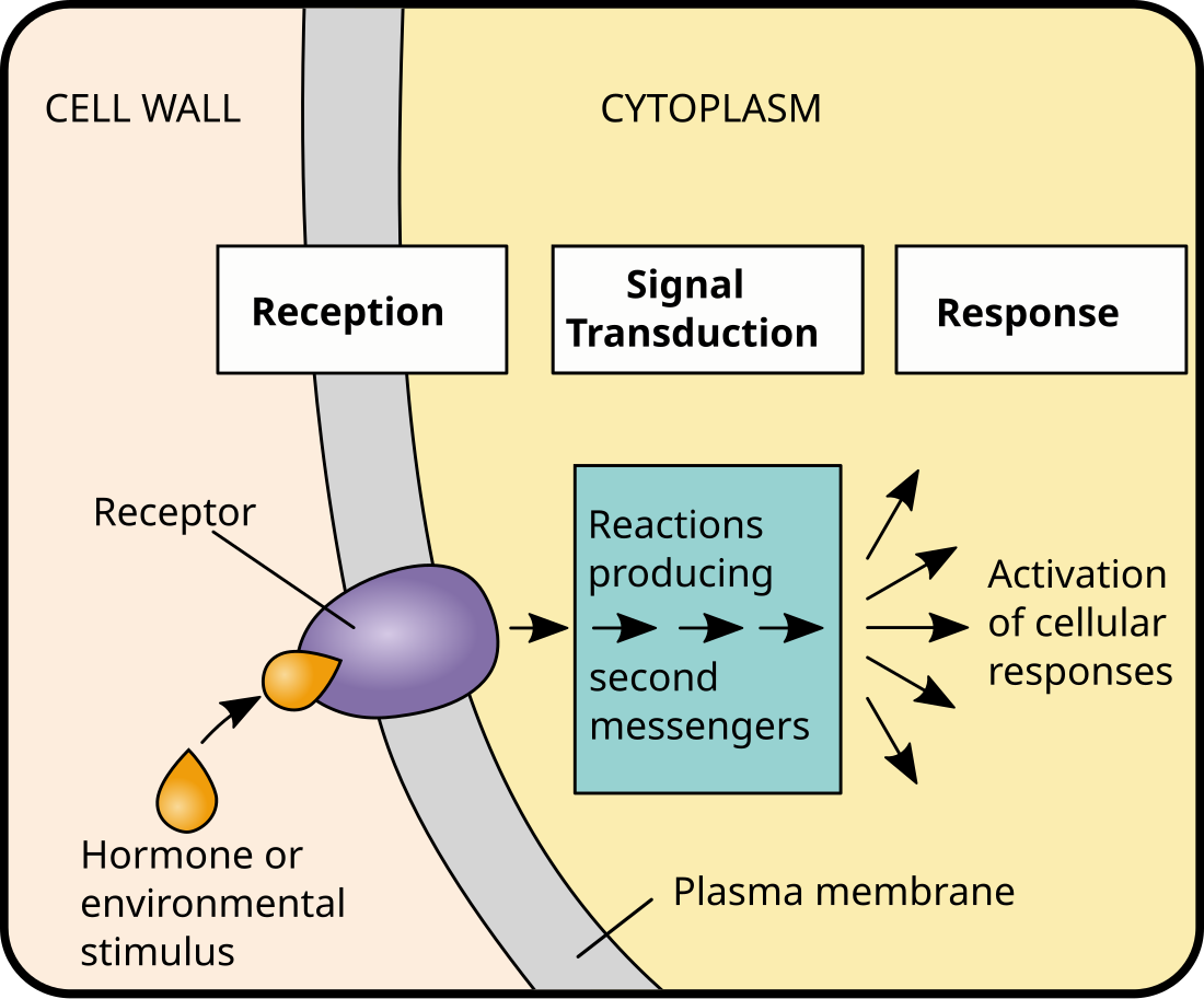 Signaling Network 2