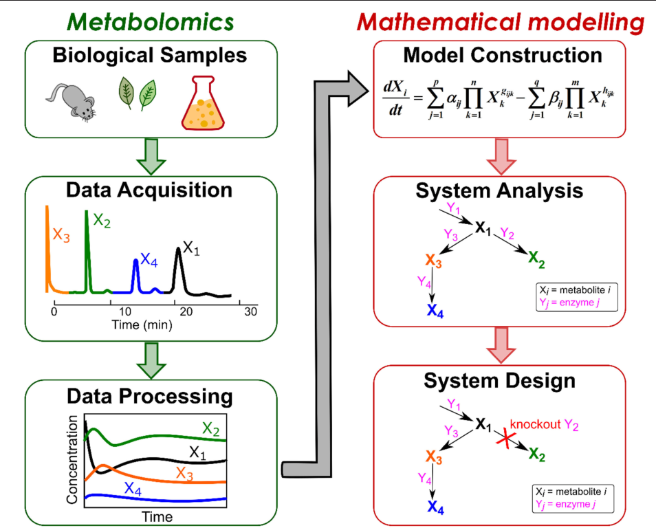 Systems Biology Workflow
