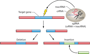 CRISPR