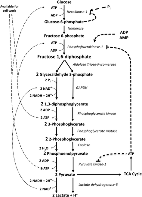Metabolic Network